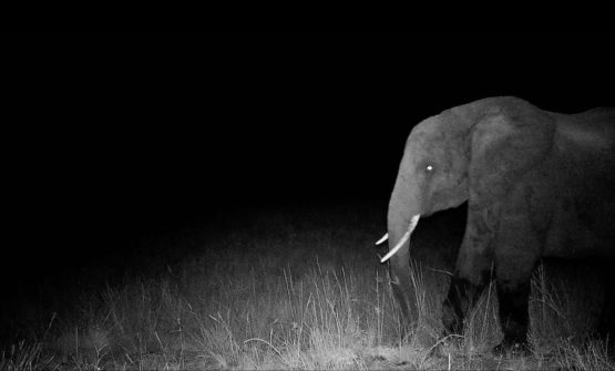 Ghost Elephants